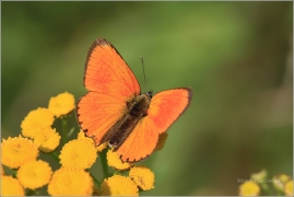 <p>OHNIVÁČEK CELÍKOVÝ - sameček (Lycaena virgaureae)---- /Scarce copper - Dukatenfalter/</p>